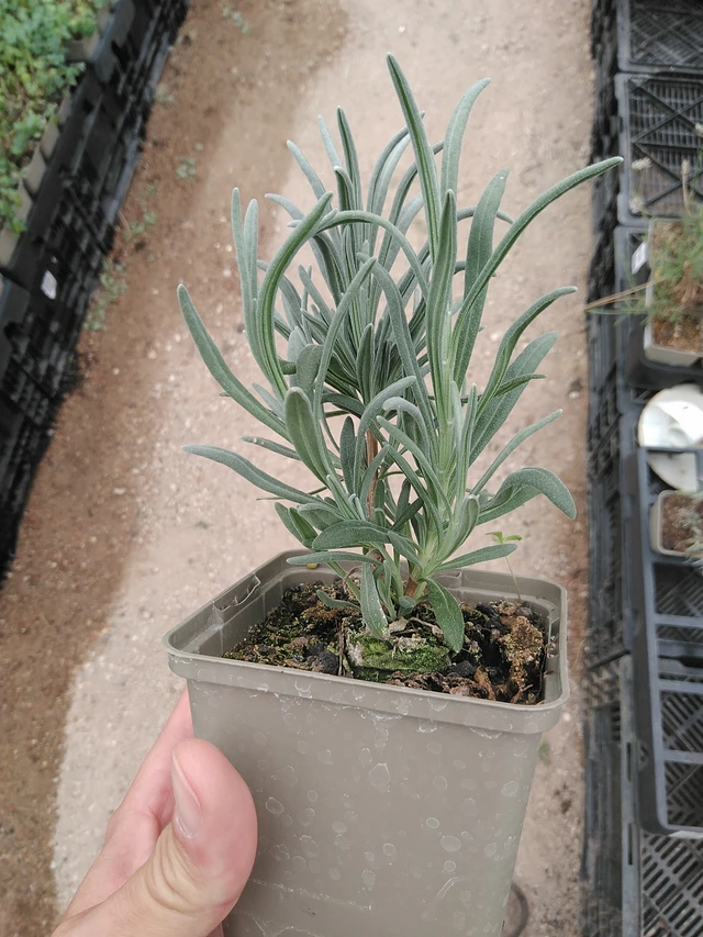 Lavanda Alba - 8. 7. 2025