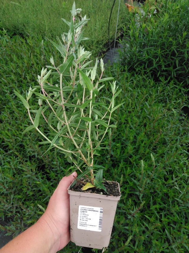 Rantakukka Dropmore Purple - 2024