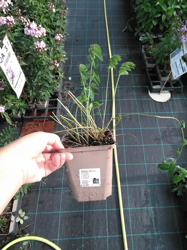 Veriruusuke Pieters - 11. 7. 2025