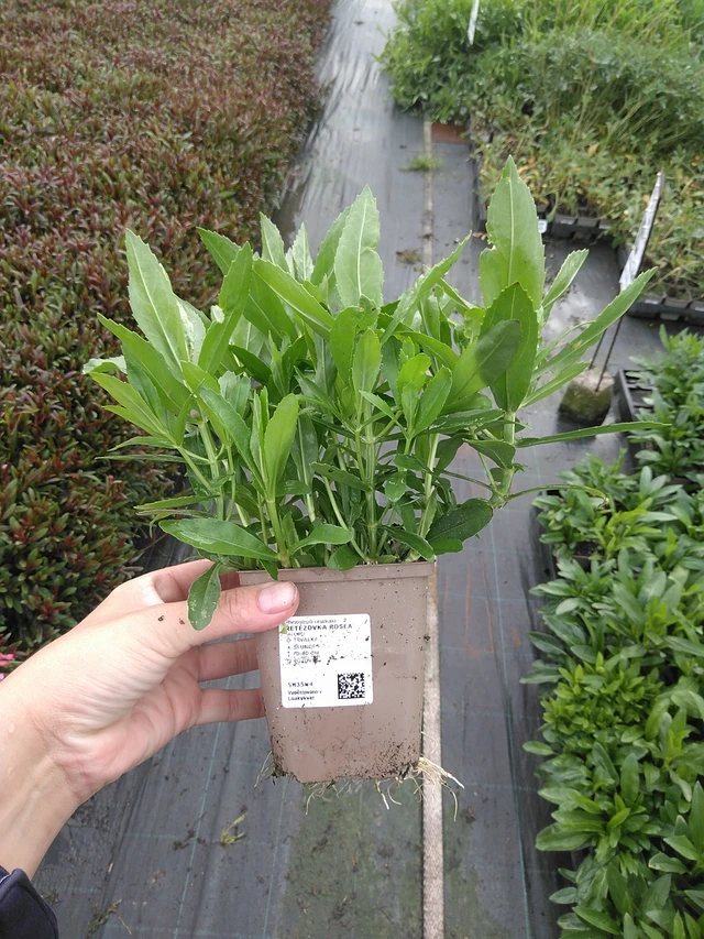 Řetězovka Rosea - 11. 7. 2025