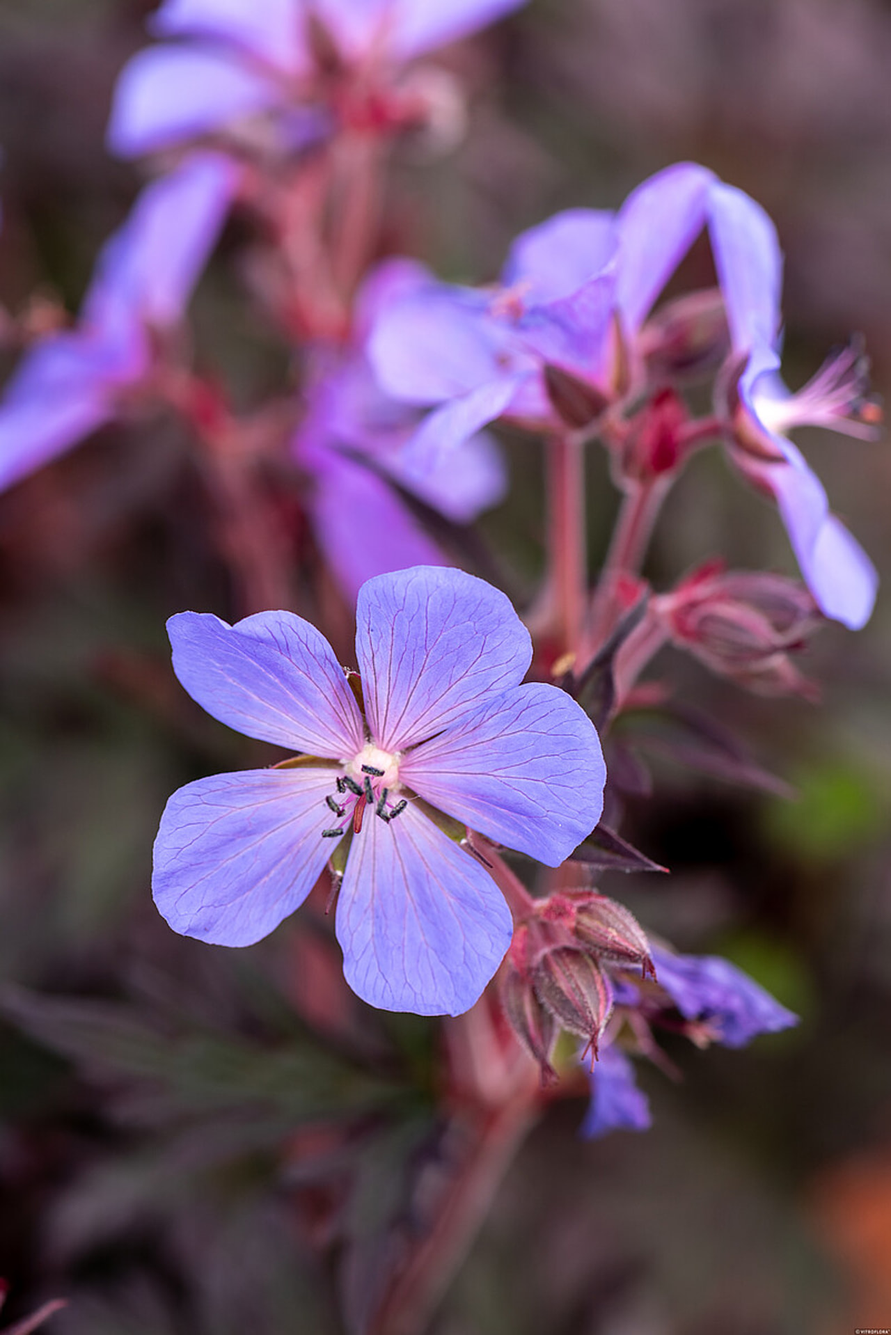 Kakost Midnight Reiter, Loukykvět