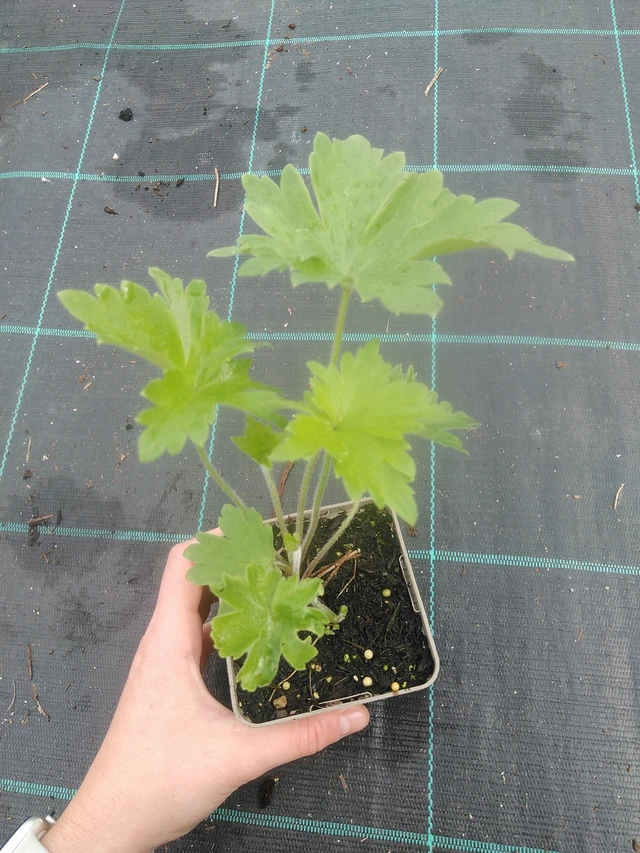 Ostrožka Benary’s Pacific Blue Bird - 17. 7. 2025