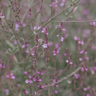 Verbena Bampton, Loukykvět