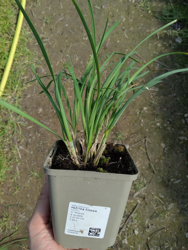 Kínai metélőhagyma - 27. 3. 2026