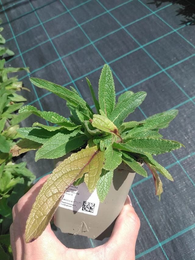 Tähkylä Sixteen Candles - 24. 6. 2025