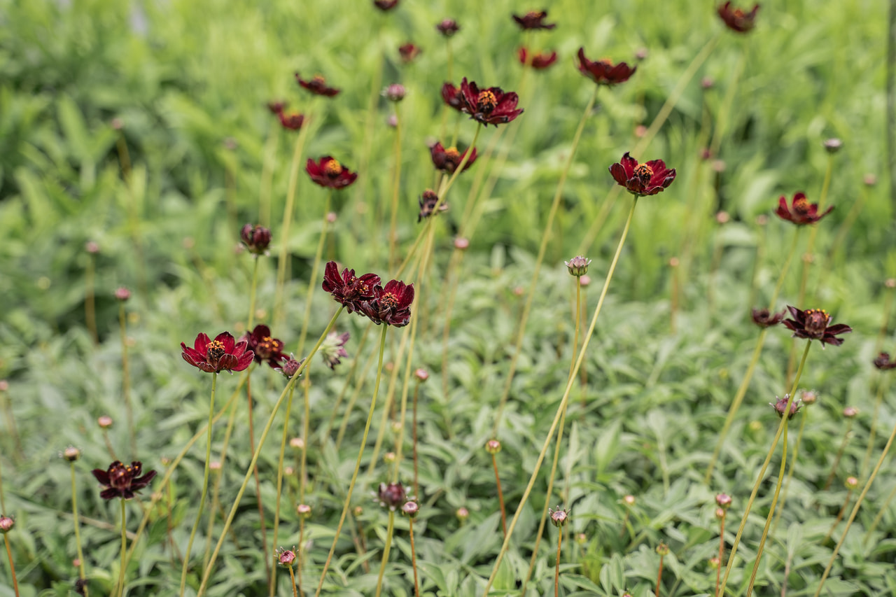 Cosmos Eclipse, Loukykvět
