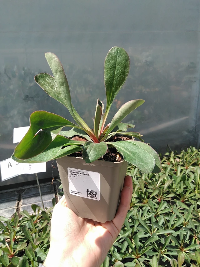 Statice Bright Diamond - 15. 5. 2025