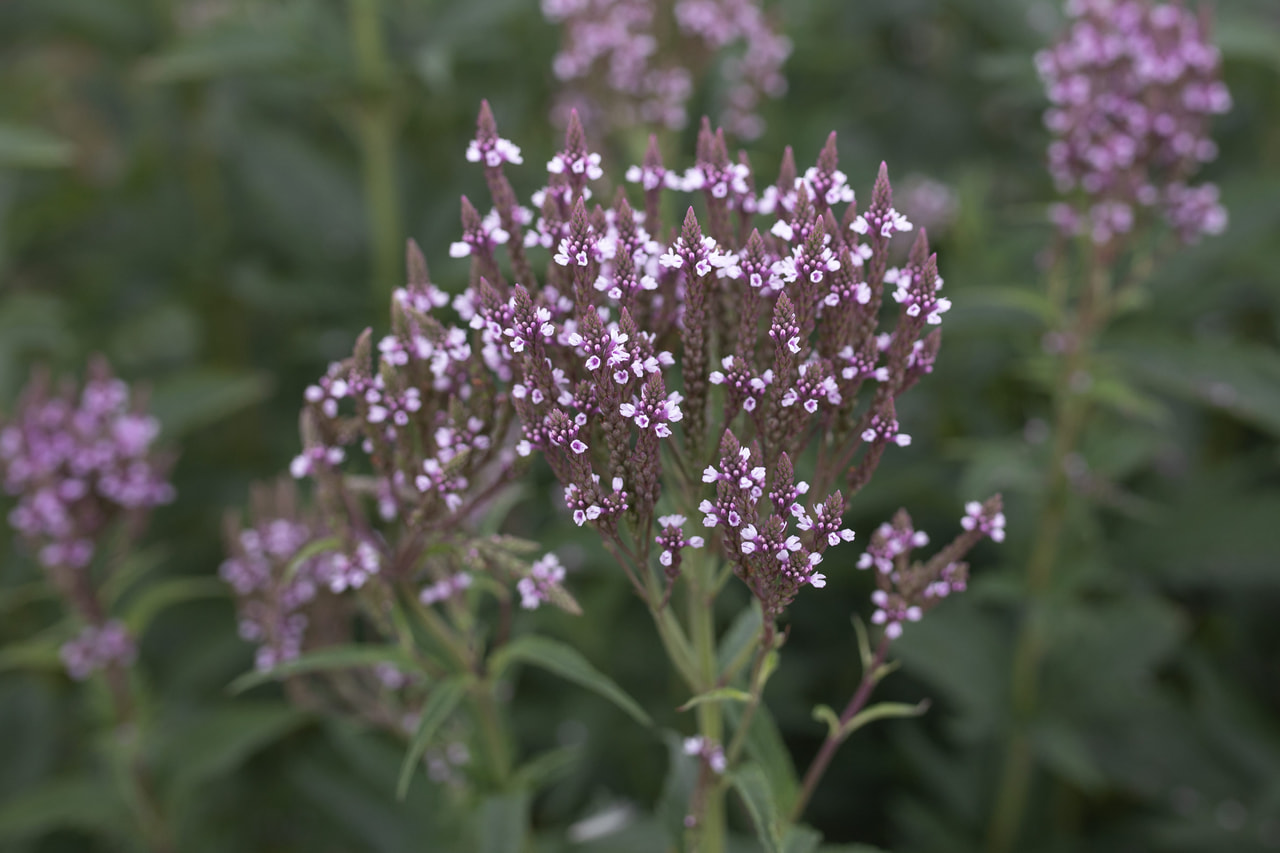 Verbena hastata Pink Spires, Loukykvět