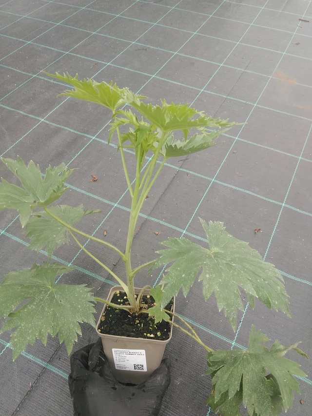 Ritarinkannus Benary’s Pacific Summer Skies - 4. 8. 2025