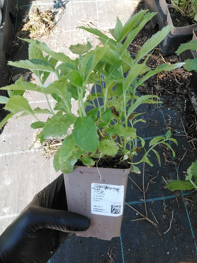 Kellokukka bělokvětý Alba - 19. 8. 2025