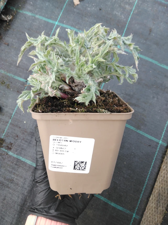 Kék szamárkenyér - 1. 4. 2026