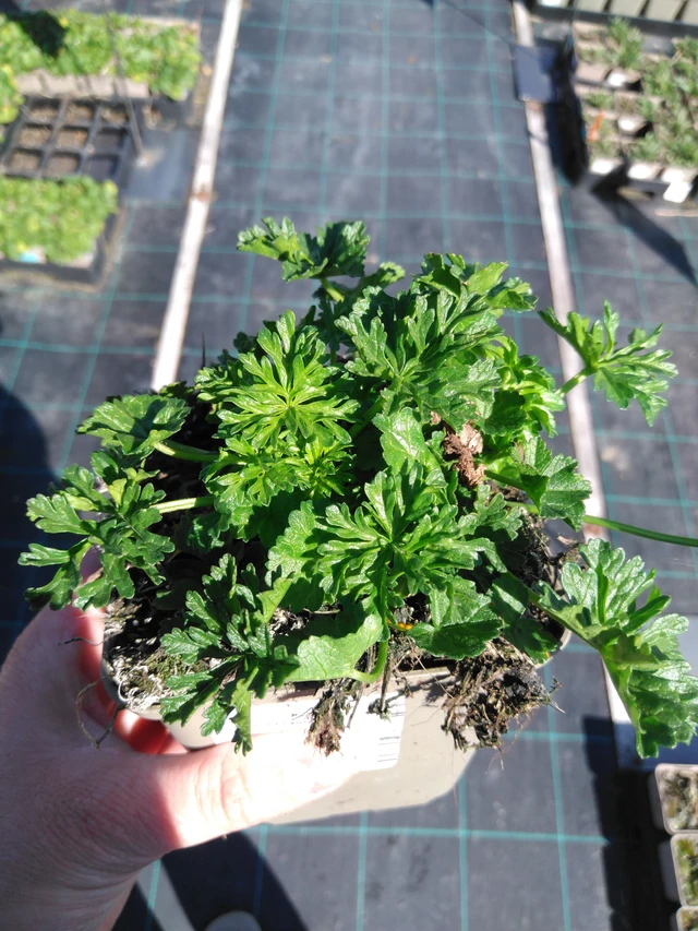 Myskimalva - 3. 4. 2025