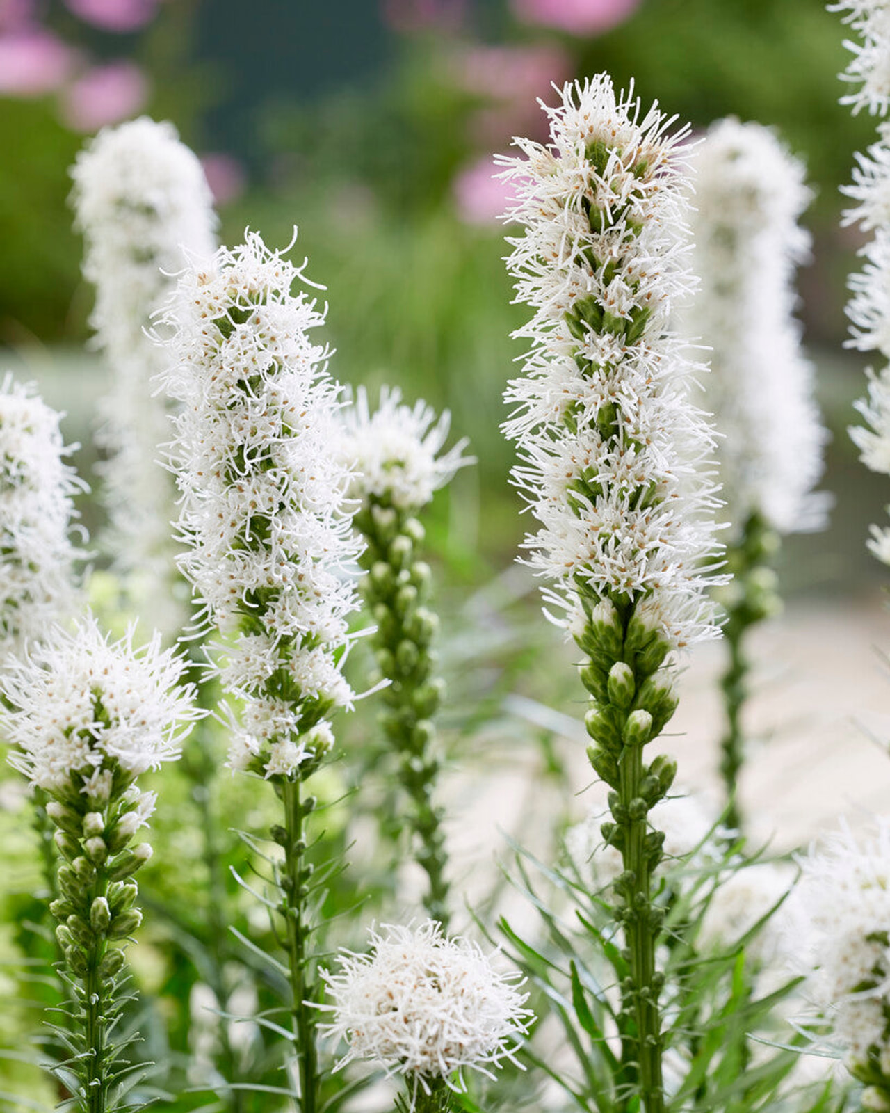 Šuškarda Floristan White, Loukykvět