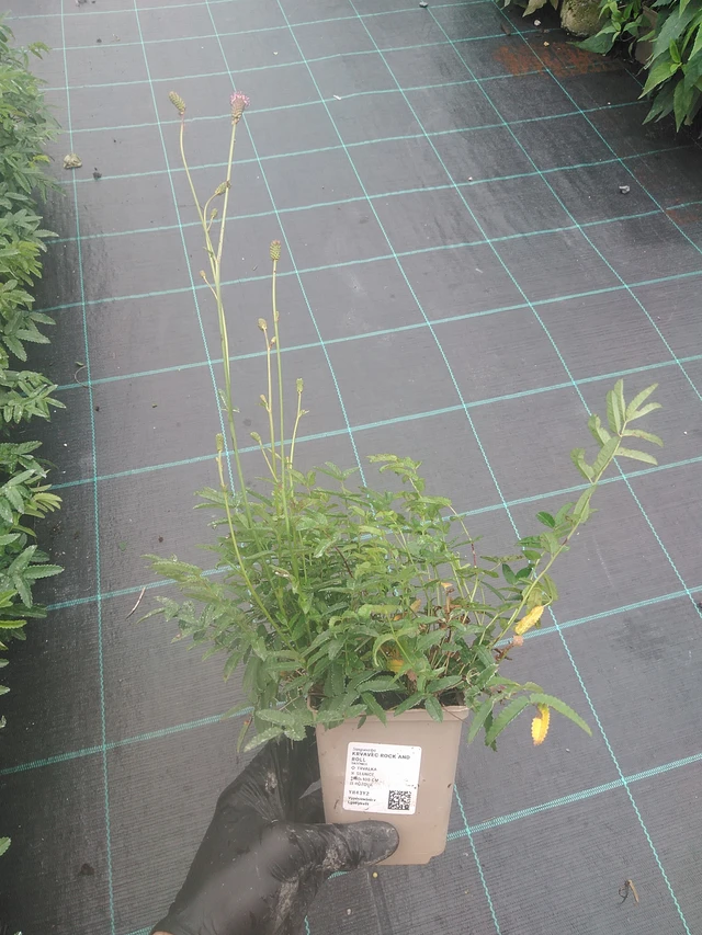 Veriheinä Rock and Roll - 4. 8. 2025