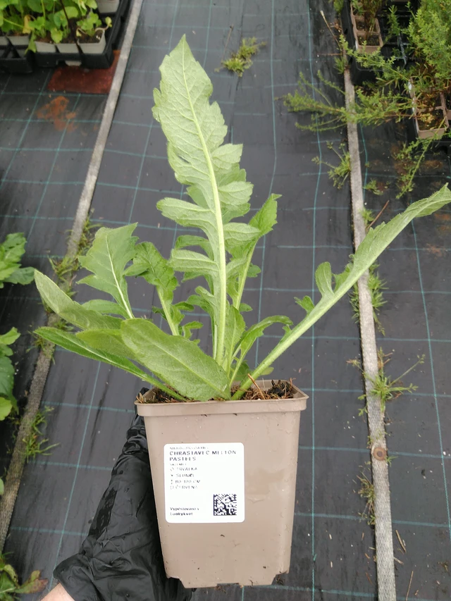 Chrastavec Melton Pastels - 10. 9. 2025