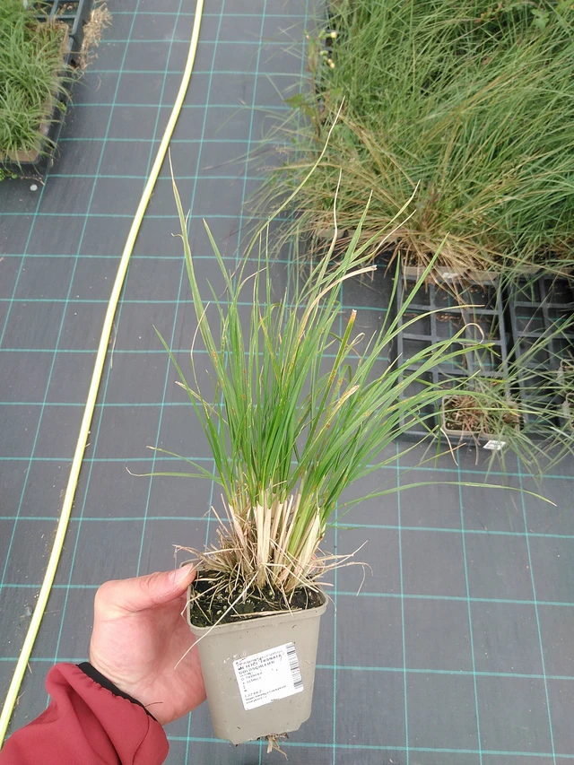 Metlice trsnatá Goldschleier - 29. 7. 2025