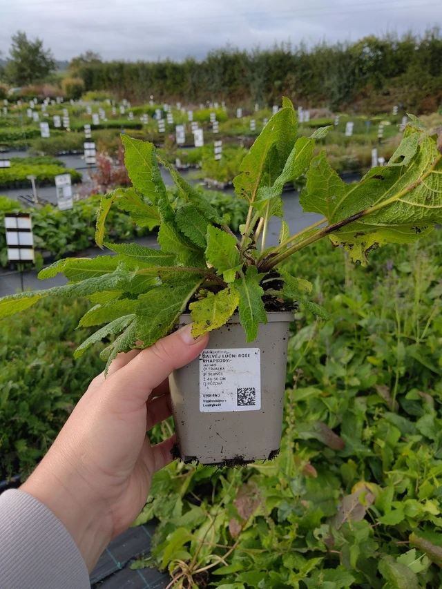 Šalvěj luční Rose Rhapsody - 9. 10. 2025