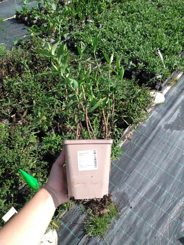 Astra White Ladies - 2024