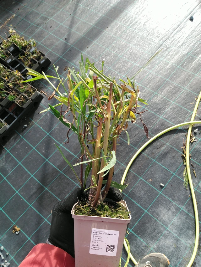 Boltonia Snowbank - 31. 10. 2025