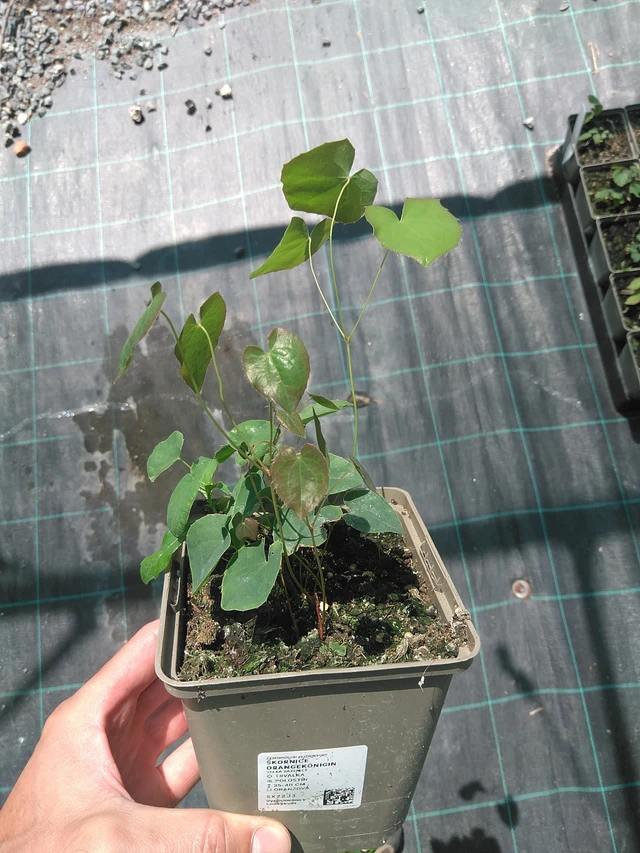 Epimedio Orangekönigin - 24. 6. 2025