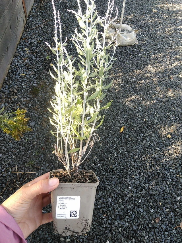 Perovskie Little Spire - 11. 9. 2025