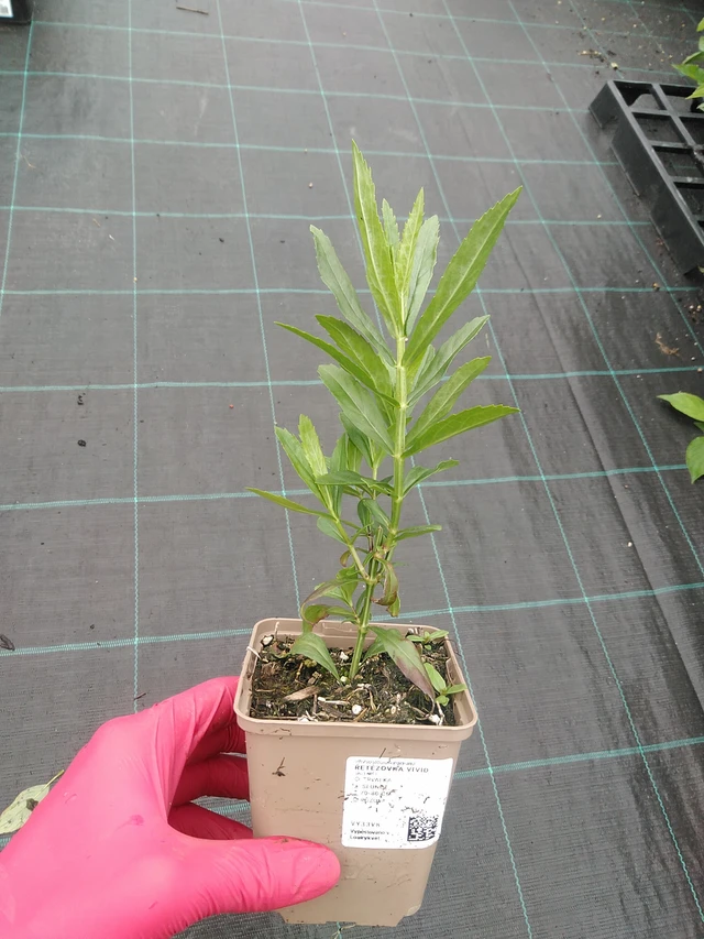 Řetězovka Vivid - 30. 7. 2025