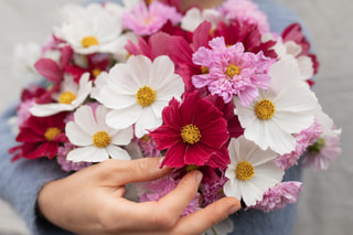 Cosmos Berries & Snow Mix, Loukykvět