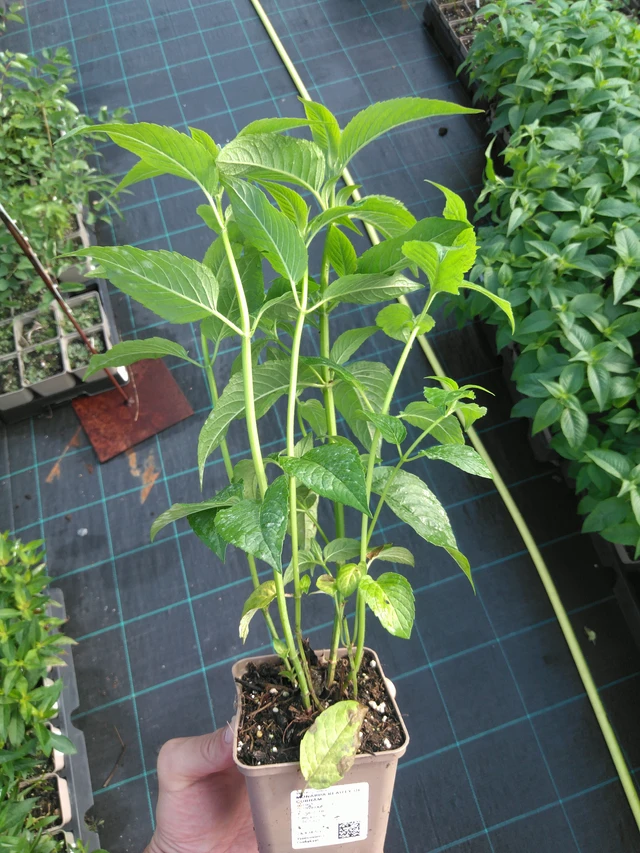 Monarda Beauty of Cobham - 14. 7. 2025