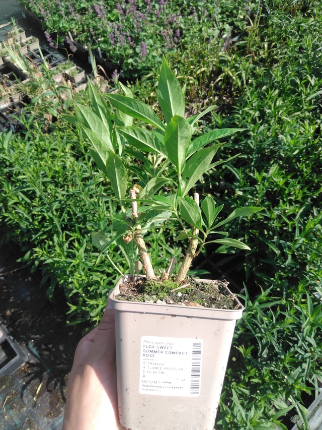 Phlox Sweet Summer Compact Rose - 2024