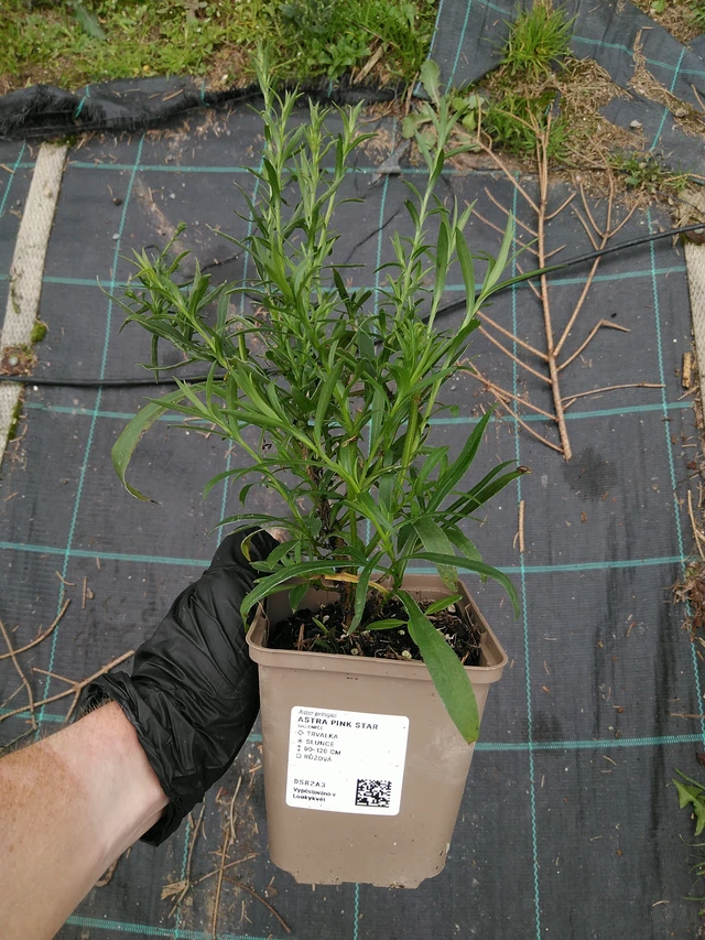 Aster Pink Star - 10. 9. 2025