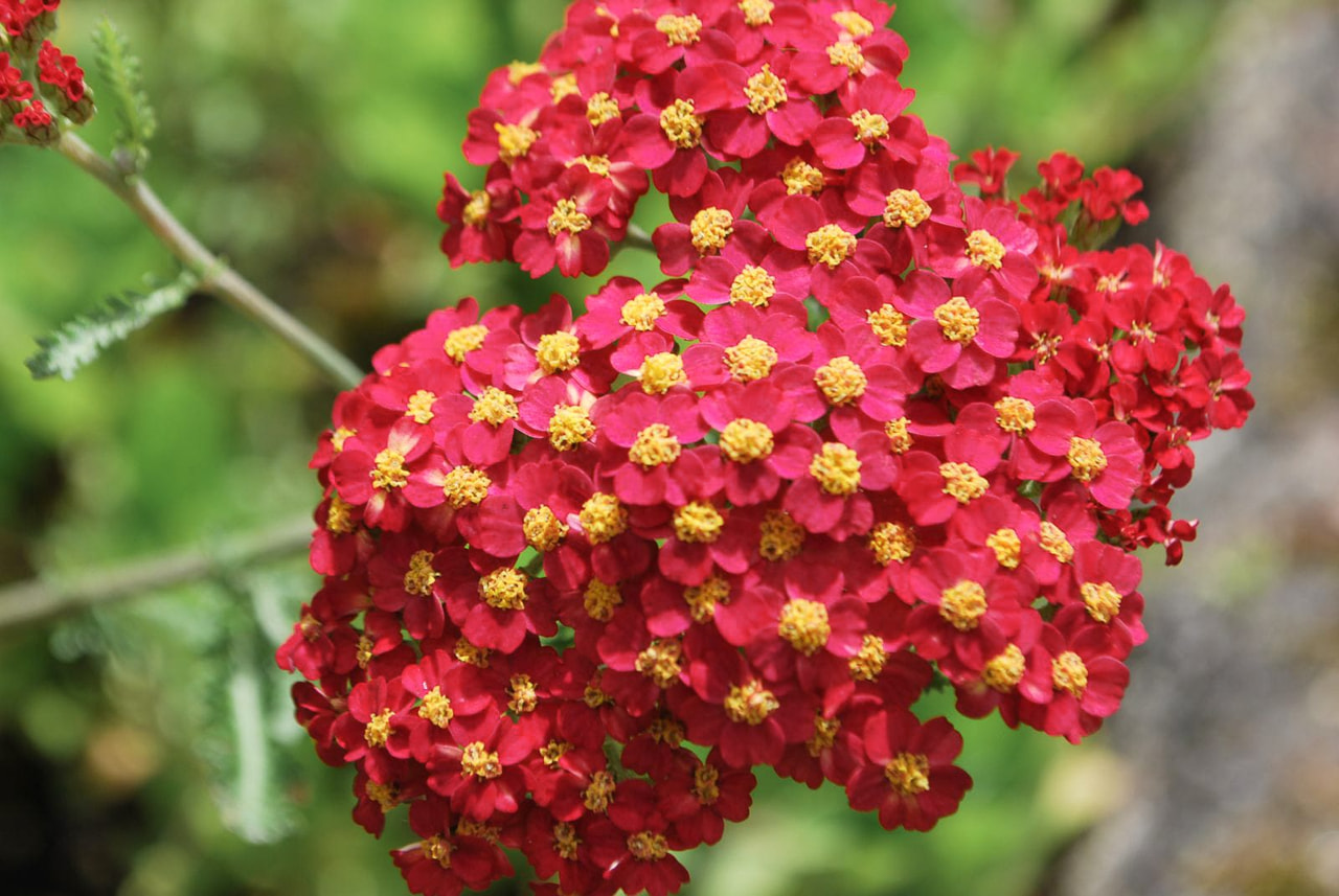 Řebříček Red Beauty, Loukykvět