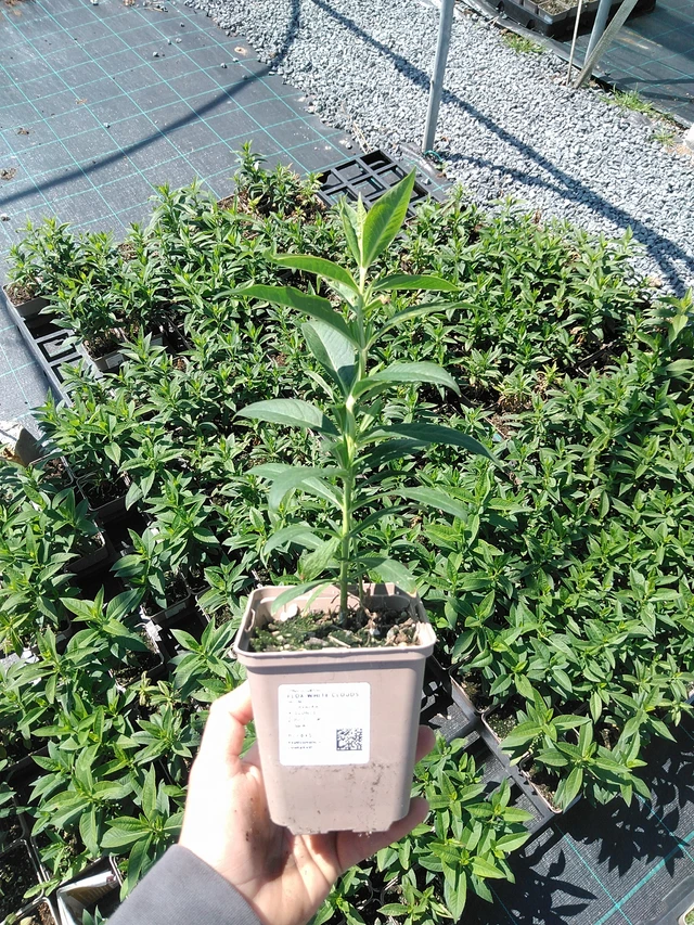 Flox White Clouds - 13. 5. 2025