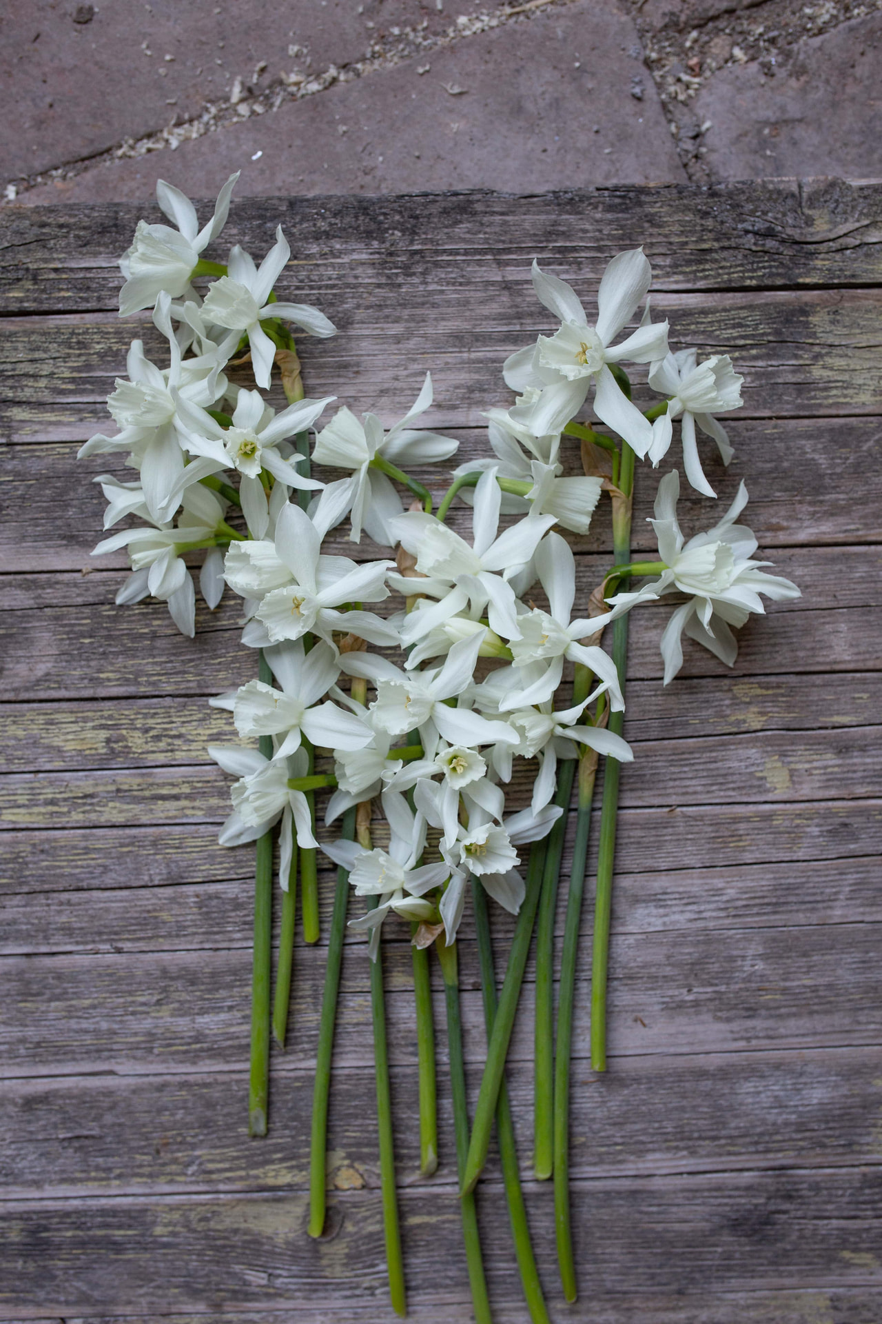 Narcis Thalia, Loukykvět