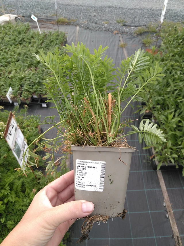 Astrantia Filigree Clouds - 11. 7. 2025