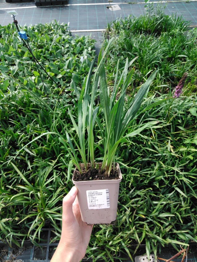 Ruusukaunokki Kobold Strain - 2024