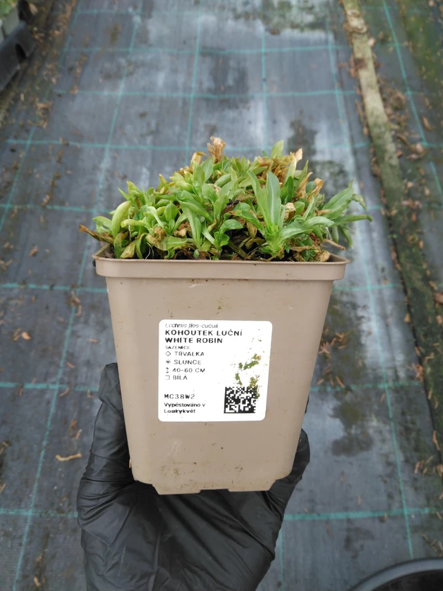 Kakukkszegfű White Robin - 1. 4. 2026