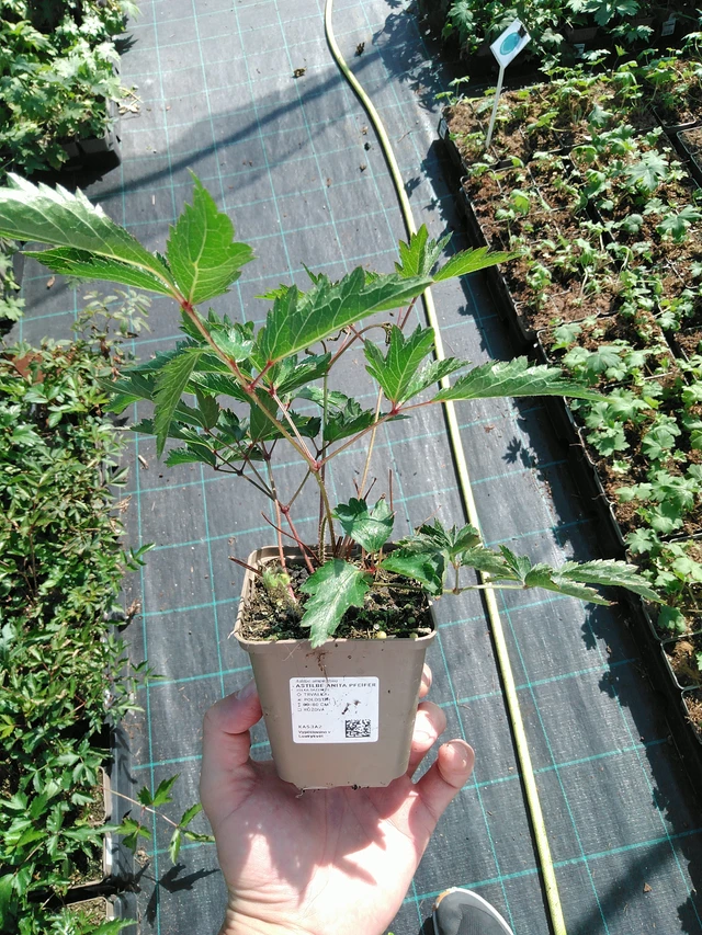 Astilbe Anita Pfeifer - 19. 8. 2025