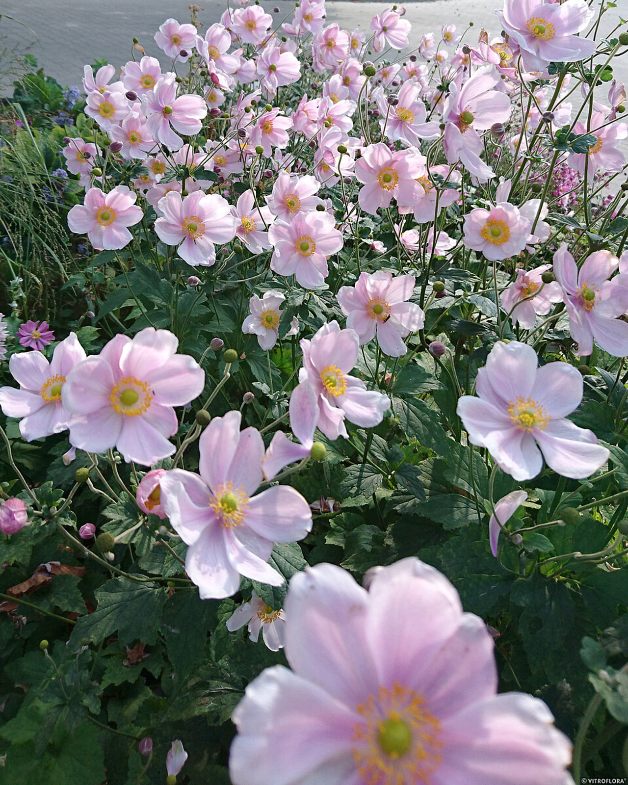 Sasanka japonská Lorelei, Loukykvět