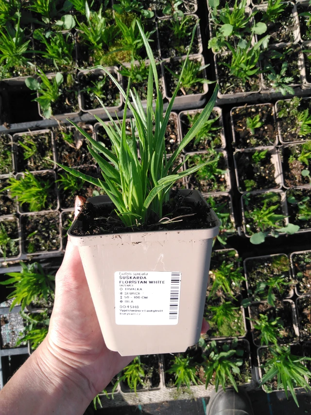 Liatris Floristan White - 2024