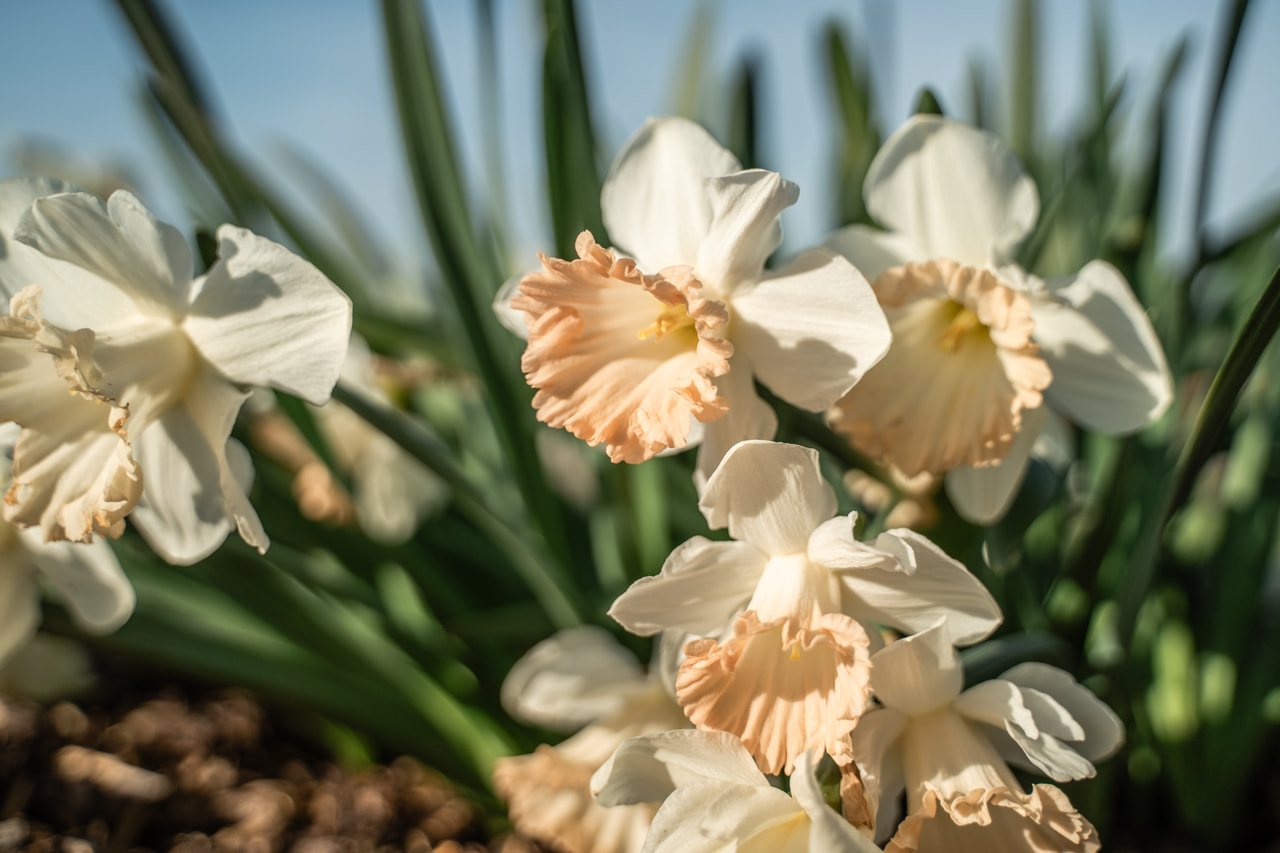 Narcis British Gamble, Loukykvět