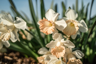 Narcis British Gamble, Loukykvět