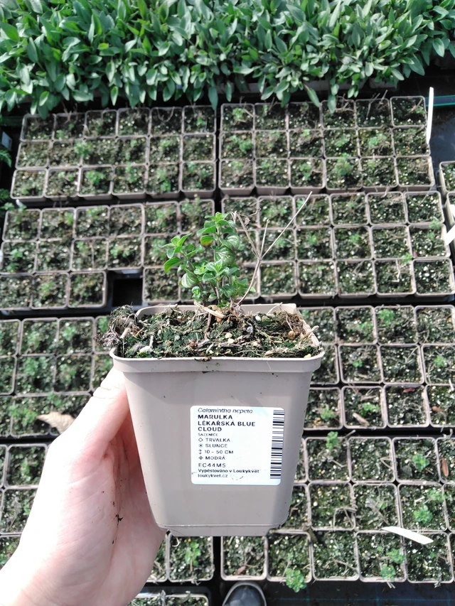 Calamint Blue Cloud - 2024