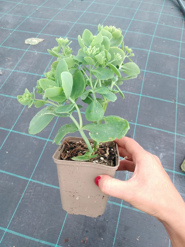 Rozchodník Brilliant - 10. 9. 2025