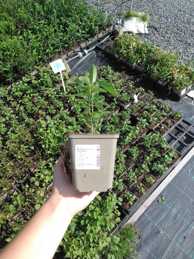 Monarda Elsie’s Lavender - 2024