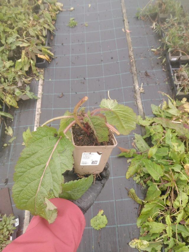 Niitty-salvia - 23. 10. 2025