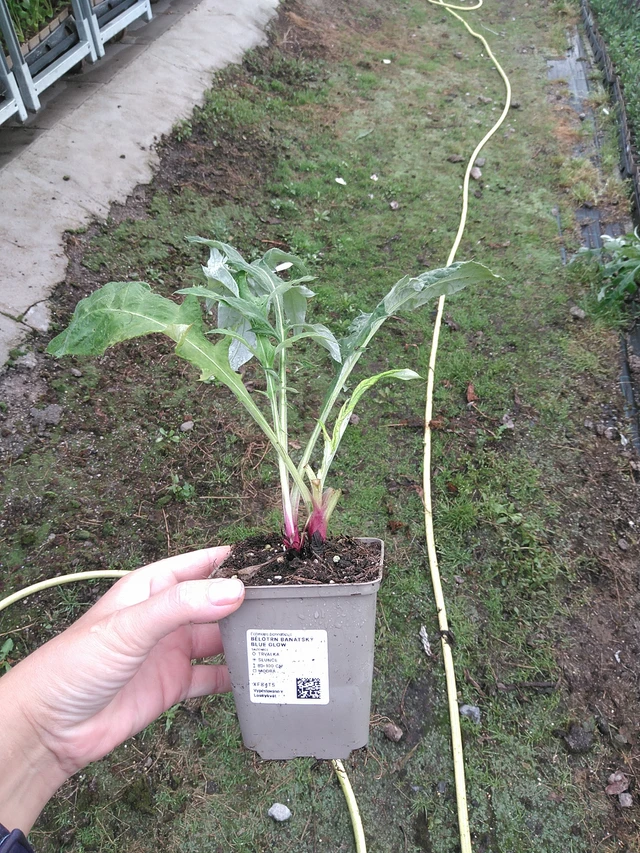 Pallo-ohdake banátský Blue Glow - 11. 7. 2025