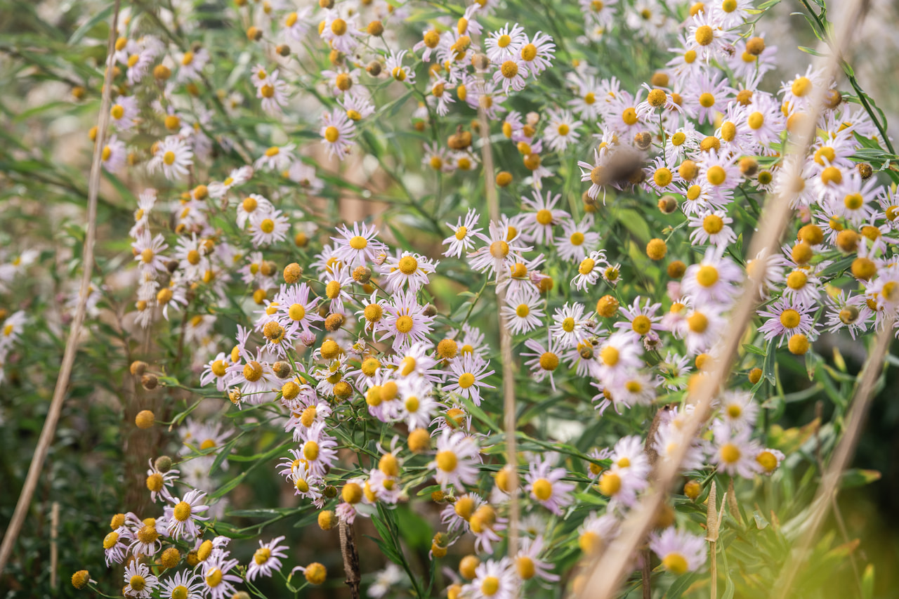 Boltonia decurrens, Loukykvět