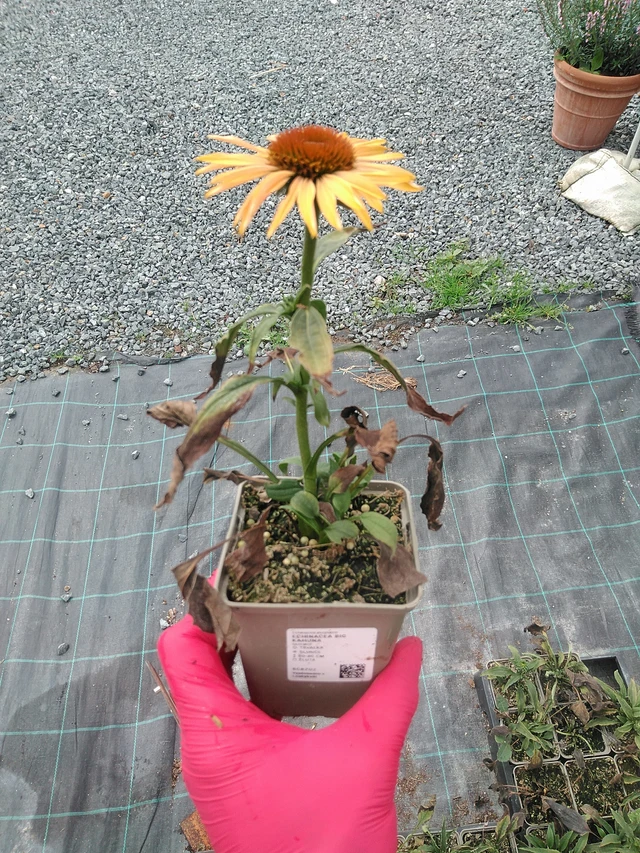 Echinacea Big Kahuna - 29. 7. 2025