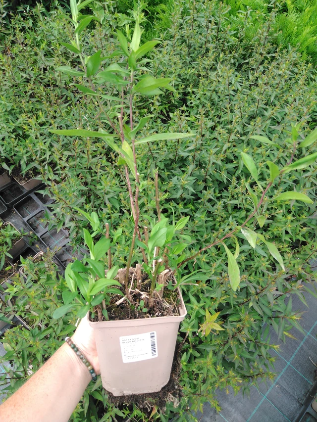 Astra novi-belgii Brigitte - 2024