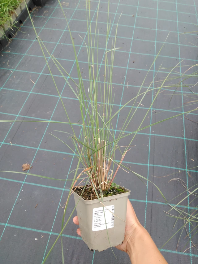 Muhla Ruby - 10. 9. 2025